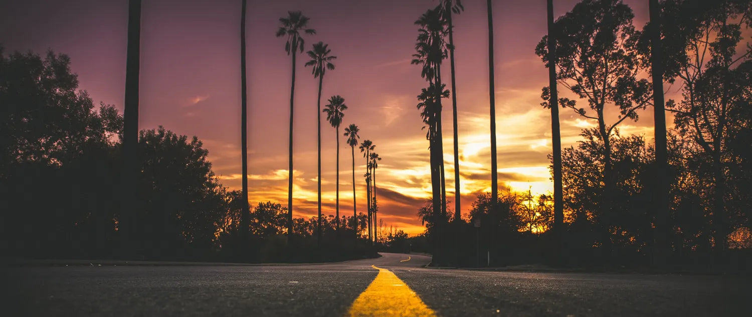 Sunset over a road with palm trees and other vegetation